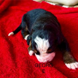 George - Black rust and white male Bernese Mountain Dog puppy in Strasburg, Ohio from Lois Allison