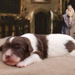 Dumbledore - Chocolate and white male Havapoo puppy in Hendersonville, North Carolina from Grayfinn House
