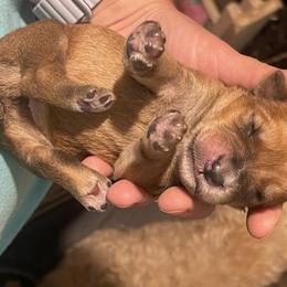 Australian Shepherd and Soft Coated Wheaten Terrier Puppies from BellSharps Australian Shepherds