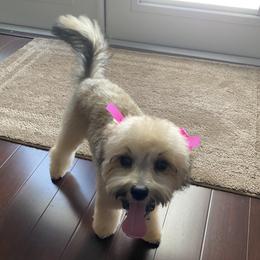 Maltipoo, Yorkipoo, and Yorkshire Terrier All Grown Up from Mandy's Poodle's