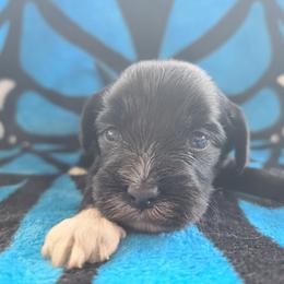 Ppm2 - Black and white male Chinese Crested puppy in New Castle, Pennsylvania from Long Haul Cresteds & Long Rotts
