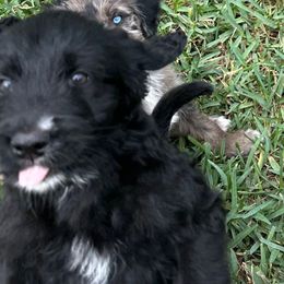 Dior - Black and white Aussiedoodle puppy in Martin County, Florida from Biggie Ranch