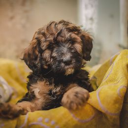 Bernedoodle and Cavapoo Puppies from Positively Doodles