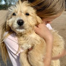 Biscuit - Cream male Goldendoodle puppy in Tucson, Arizona from Ever After Doodles Arizona