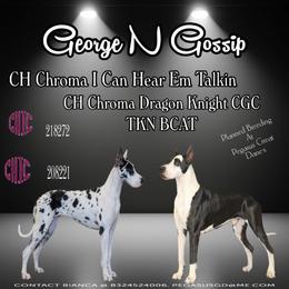 Gossip - Great Dane