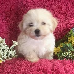 Old English Sheepdogs and Poodles from Sweetest Puppy 4 Me