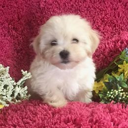 Old English Sheepdogs and Poodles from Sweetest Puppy 4 Me