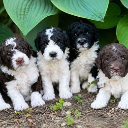 Goldendoodle puppies from Cocoa Doodles