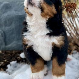 Bernese Mountain Dog Puppies from Bluffside Berners