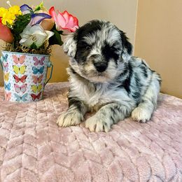 Aussiedoodle, Bernedoodle, and Poodle Puppies from Sis' Doodles & Poodles