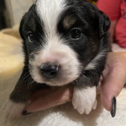 Miniature Australian Shepherd Puppies from Yost Family Mini Aussies