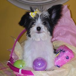 Belladonna - Black female Morkie puppy in Memphis, Tennessee from Syvon's Morkies