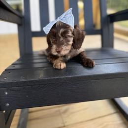 Swan - Merle female Goldendoodle puppy in Cleveland, Tennessee from Liberty Creek Farms