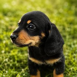 Leonard - Black and tan male Dachshund puppy in Greenup, Kentucky from Tygart Creek Dachshunds
