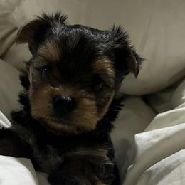 Yorkipoos and Yorkshire Terriers from OK Puppies LLC