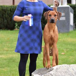 Rhodesian Ridgeback Puppies from Supernova Ridgebacks