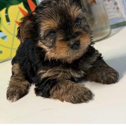 Brownie - Black and tan male Yorkshire Terrier puppy in Boston, Massachusetts from Emilia's Yorkshire Terriers