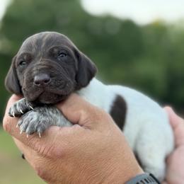 Bass - Liver roan male German Shorthaired Pointer puppy in Six Mile, South Carolina from The Proper Pointer Co.