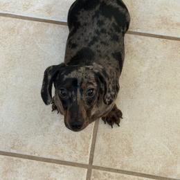 Marlin - Dapple male Dachshund puppy in Waycross, Georgia from Southern Paws