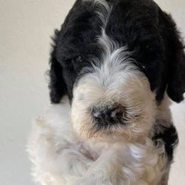 Poodles from MJs Giants