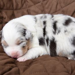 Australian Shepherd Puppies from NorthRidge Australian Shepherds