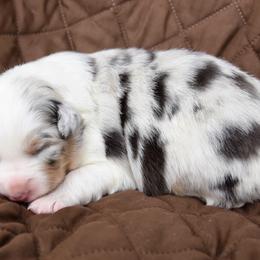 Australian Shepherd Puppies from NorthRidge Australian Shepherds