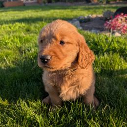 Zinnia (Lavender Collar) - Dark golden Golden Retriever puppy in Buckley, Washington from Chrysus Spirit Goldens