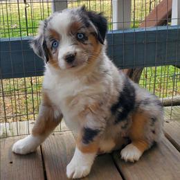 Snowfall - Blue merle female Miniature Australian Shepherd puppy in Findlay, Ohio from RStar Aussies