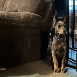 Doberman Pinscher Puppies from Morningstar Kennel