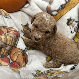 Nani - Apricot female Goldendoodle puppy in Atlantic Beach, Florida from Glamorous Golden Doodles