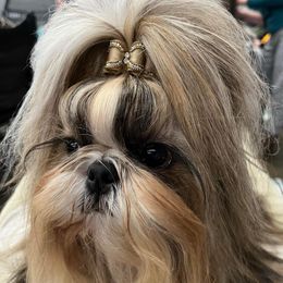 Luli - Shih Tzu
