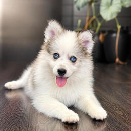 Dolly - Gray and white female Pomsky puppy in La Verne, California from Red Cedar Pomskies