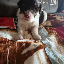 Boy 4 - Brown and white male Portuguese Water Dog puppy in Indianola, Utah from Mlee puppies