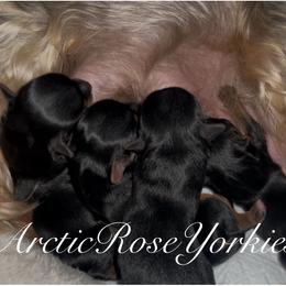 Girl 1 - Blue and gold female Yorkshire Terrier puppy in Alaska from Arctic Rose Yorkies