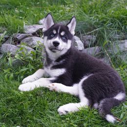 Alder - Black and white male Siberian Husky puppy in Wiscasset, Maine from Running with Huskies