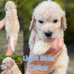 Light Blue Collar - Cream male Goldendoodle puppy in Ringgold, Georgia from Sweet B’s Goldendoodles