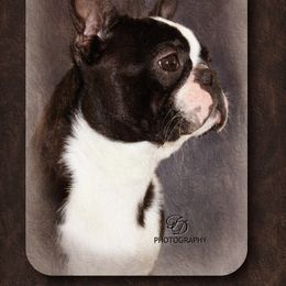 Vinny - Boston Terrier
