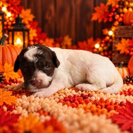 Dawson - Chocolate male Cavapoo puppy in Myrtle Beach, South Carolina from Colorful-K9'S