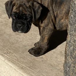 Walnut - Boxer puppy from Tracy's Boxers