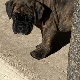 Walnut - Boxer puppy from Tracy's Boxers