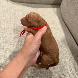Red - Red  female Goldendoodle puppy in Bakersfield, California from Lavish Doodles