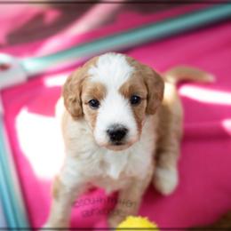 Australian Labradoodle Puppies from South Mitten Labradoodles