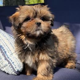 Princess Mika - Chocolate and tan female Shih Tzu puppy in Chattanooga, Tennessee from Joy-Fur Puppies