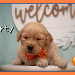 Mortimer (Morty) - Dark golden male Golden Retriever puppy in Driggs, Idaho from SK Golden Retrievers