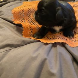 Max - Black and white male Shih Tzu puppy in Wyoming, Michigan from Shih Tzu Shenanigans