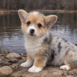 Liberty - Blue merle and white male American Corgi puppy in Missouri from Country Legends Aussies & Corgis