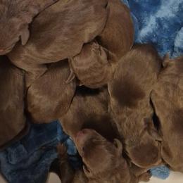 Elitehaus Count Fleet - Red and rust male Doberman Pinscher puppy in Commerce, Texas from Elitehaus