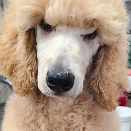 Black Collar - Apricot male Poodle puppy in Diamond, Missouri from Evening Stars Poodles