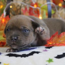 Purple Collar - Blue brindle female American Bully puppy in Easton, Maryland from Night Court Bullies