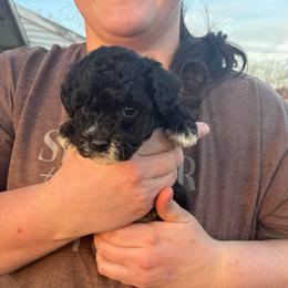 Merlin - Black and white male Aussiedoodle puppy in Hopkins, Missouri from Mowry Creek Mini Aussiedoodles and More